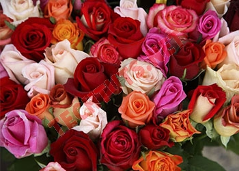 Ý nghĩa hoa hồng theo từng màu sắc và số lượng bạn biết chưa?