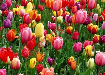 Ý nghĩa hoa tulip qua từng loại màu sắc khác nhau