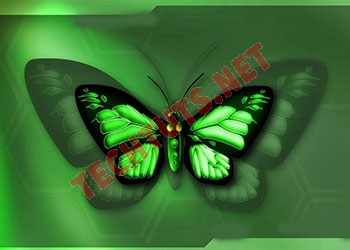 Top ảnh bướm đẹp, hình nền bươm bướm 3D đẹp nhất