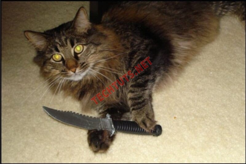 20+ Meme mèo cầm dao, meme mèo phóng lợn siêu hài hước