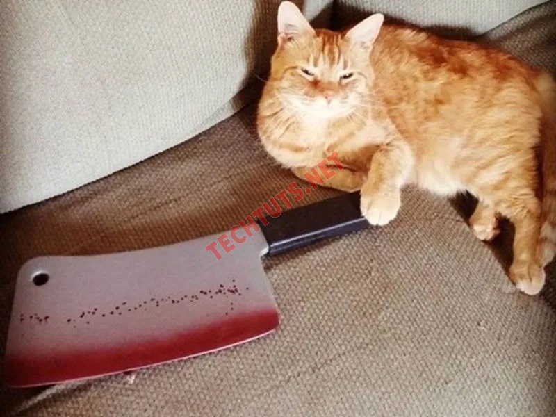 20+ Meme mèo cầm dao, meme mèo phóng lợn siêu hài hước