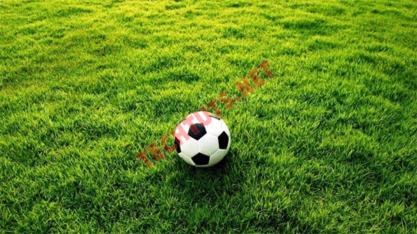Top những loại cỏ sân bóng đá phổ biến và thông dụng nhất
