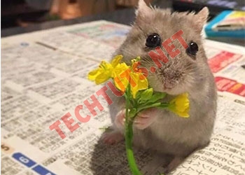 Meme chuột hamster hài hước, ý nghĩa và tìm hiểu nguồn gốc