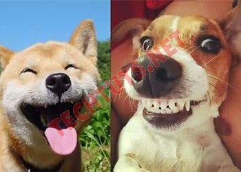 99+ Meme chó cười, chó ngáo, chó cute hài hước nhất 2024